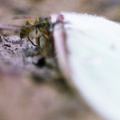 Red River, Luna Moth